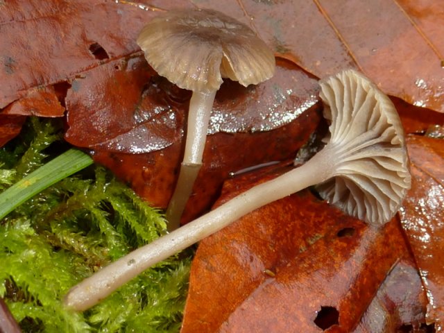 Fayodia bisphaerigera, Gestreifter Rußnabeling